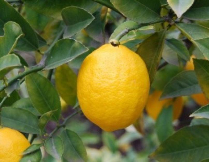 Цитрус лимон мейера штамбовый. Лимон мейера - уход в домашних условиях