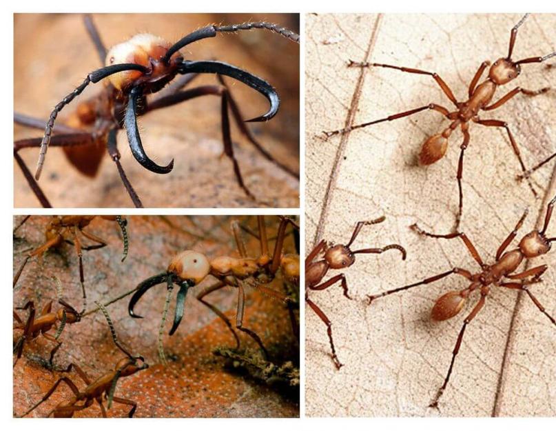Кочевые муравьи: описание, особенности, интересные факты и отзывы. Мозаика планеты Тропические муравьи кочевники