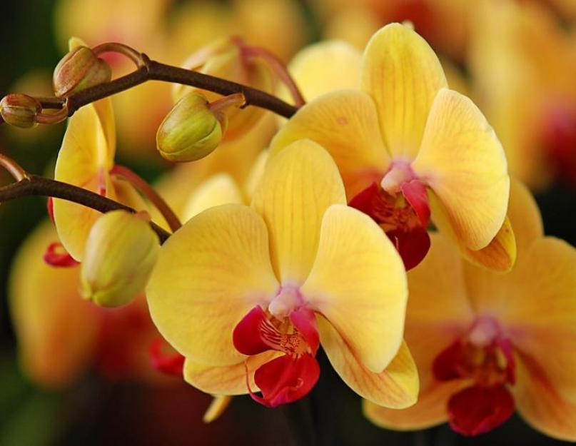 Вырастить большую орхидею. Уход за горшечной орхидеей в домашних условиях