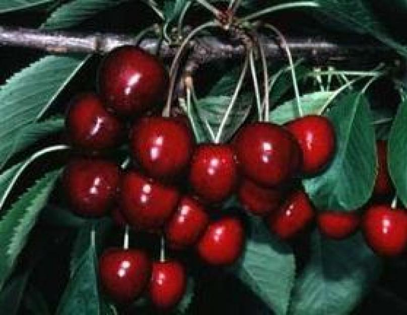 Чем отличается вишня. Вкусные картинки черешни: чем она отличается от вишни? Какие витамины в вишне и черешне