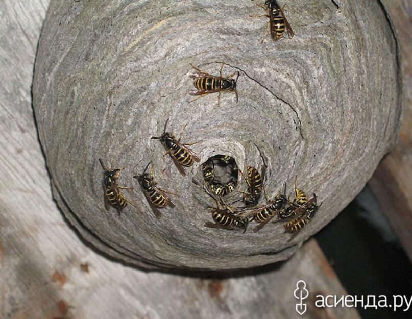 Средство от ос и пчел на улице. Как можно избавиться от ос в доме и истребить их на дачном участке