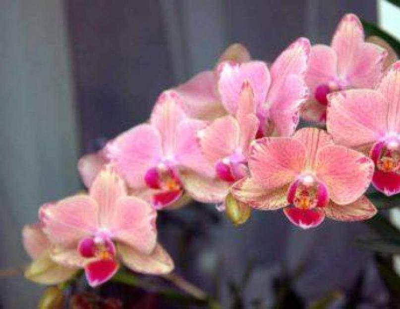 Срок жизни орхидеи в домашних условиях. Главный вопрос — сколько лет живет орхидея фаленопсис в домашних условиях? Основные проблемы при выращивании орхидеи