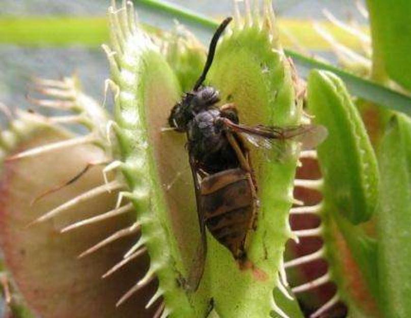 Венерина мухоловка — как ухаживать за хищным растением дома и в саду. Уход за венериной
