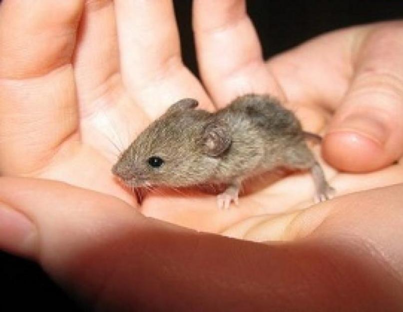 Опасен ли мышиный помет для человека. Как не заразиться «мышиными болезнями» на даче