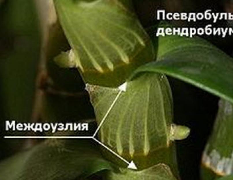 Орхидея Дендробиум — правильный уход в домашних условиях. Дендробиум благородный Живущая на дереве