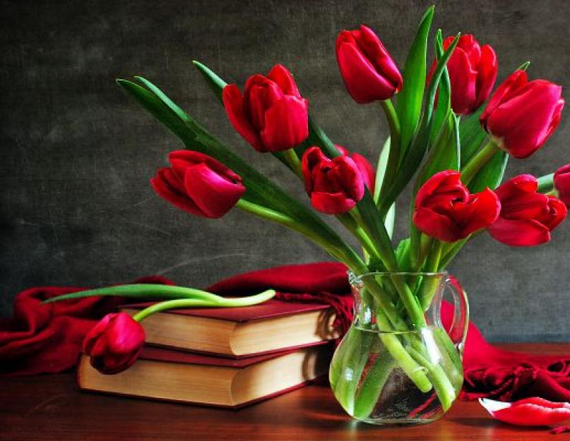Значение тюльпанов. Что обозначает тюльпан на загадочном цветочном языке
