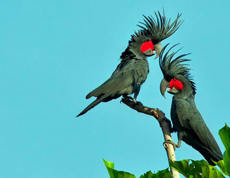 Виды тропических попугаев. Самая дружелюбная порода попугаев — неразлучники