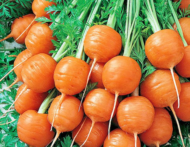 Благоприятные дни для посадки лука моркови свеклы. Когда сажать морковь? Расстояние между семенами