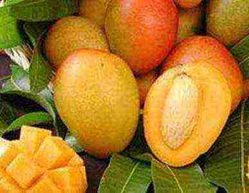 Экзотика в доме. Выращивание манго из косточки
