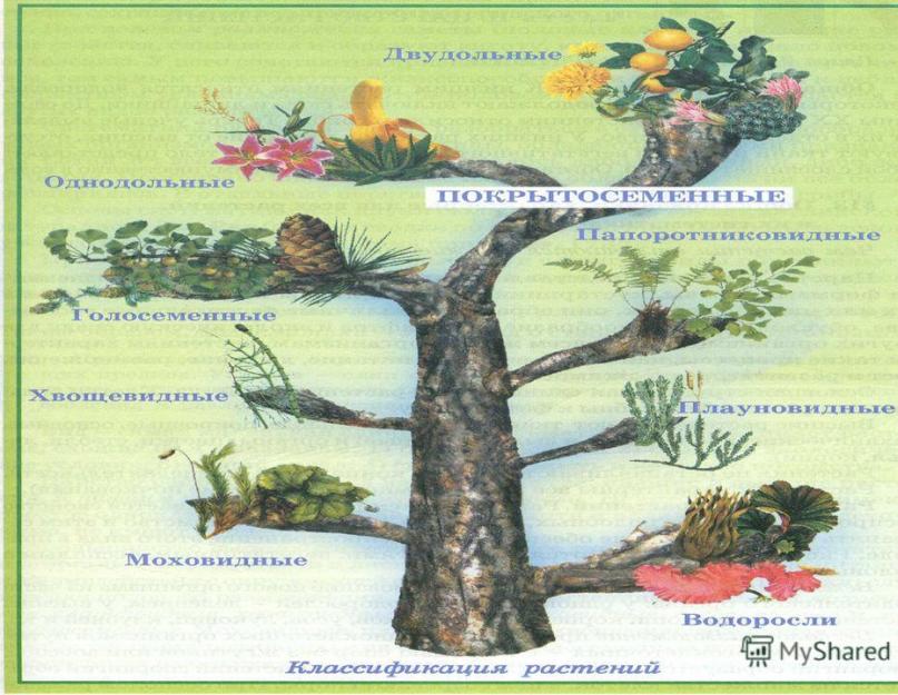 Царство растений. общие признаки характерные для всех растений, и их систематика