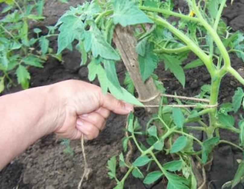 Как лучше подвязывать помидоры в открытом. Способы подвязки помидоров при выращивании в открытом грунте