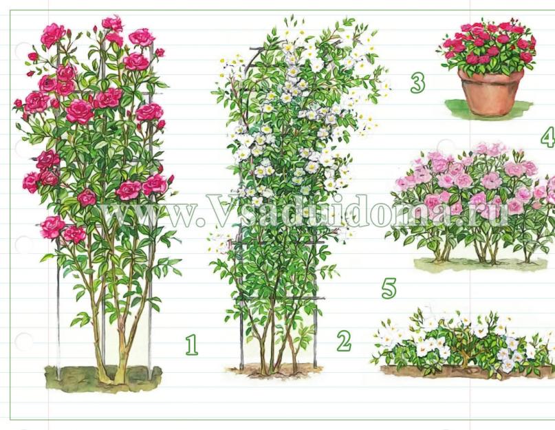 Как растить розы в саду. Розы в саду: посадка, уход и выведение лучших сортов цветка (145 фото)