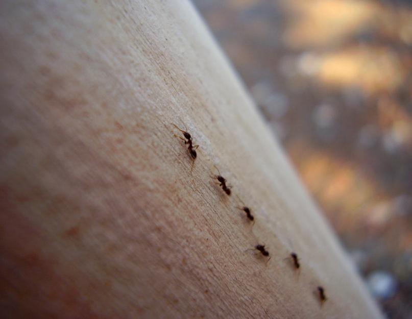 Почему в доме завелись муравьи примета. Муравьи в доме — примета к чему появляются