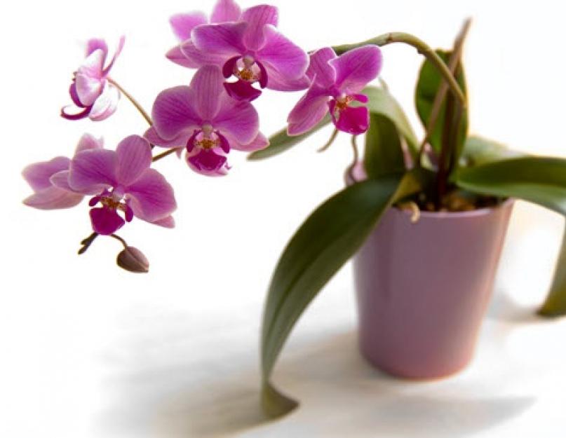 Выращиваем орхидею фаленопсис дома. Домашний уход за орхидеей