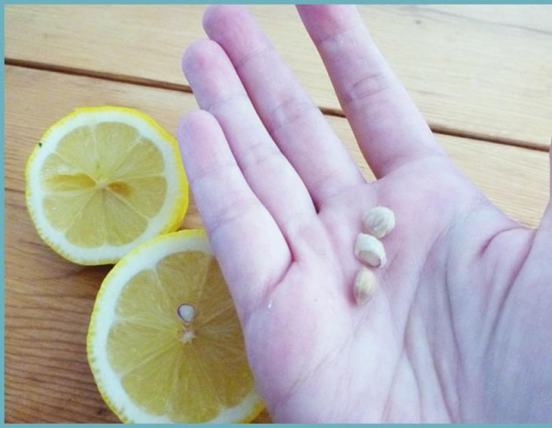 Если посадить лимона от семечки будут плоды. Как посадить лимон в домашних условиях