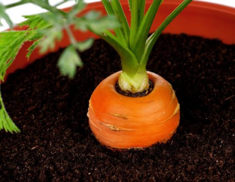 Как вырастить овощи дома. Секреты выращивания вкусной зелени в домашних условиях