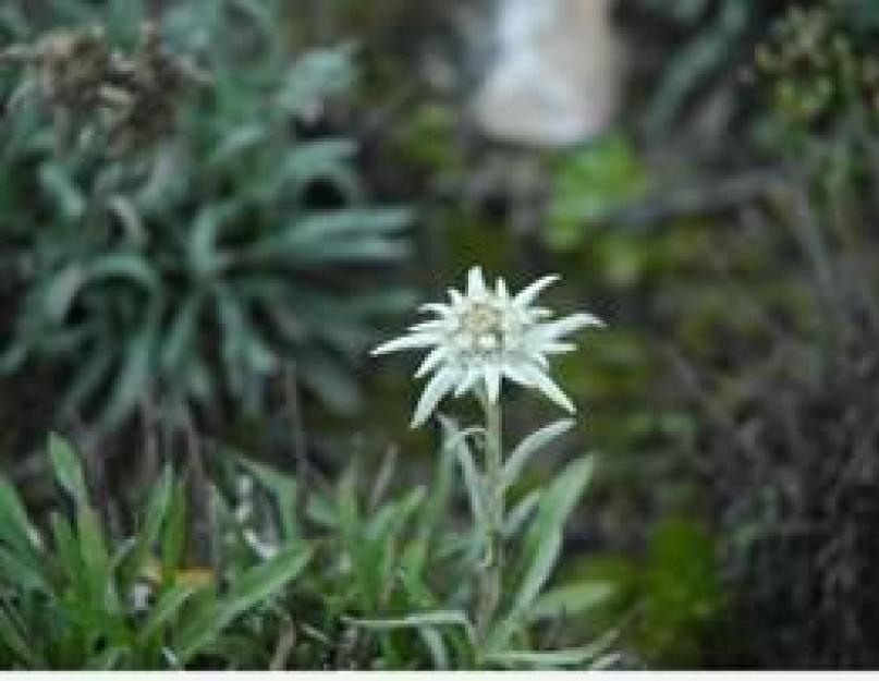 Эдельвейс цветок где растет на кавказе. Эдельвейс: разнообразие видов и особенности выращивания в домашних условиях