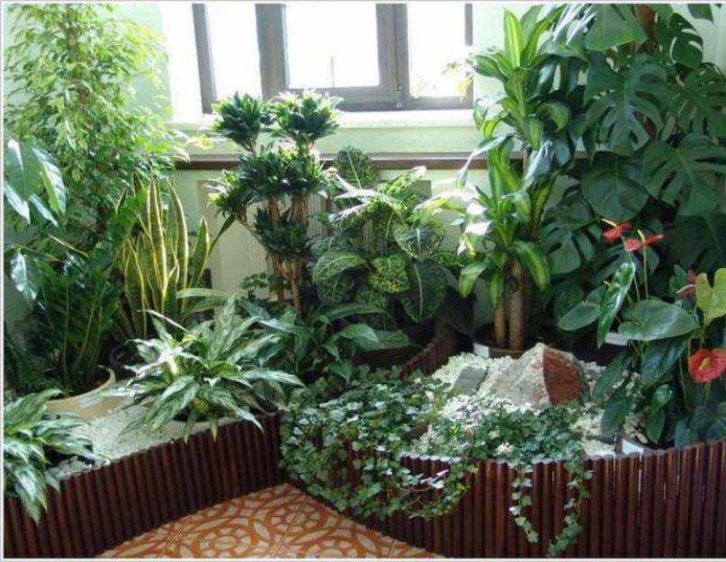 Картотека комнатных растений во второй младшей группе. Картотека комнатных растений в старшей группе