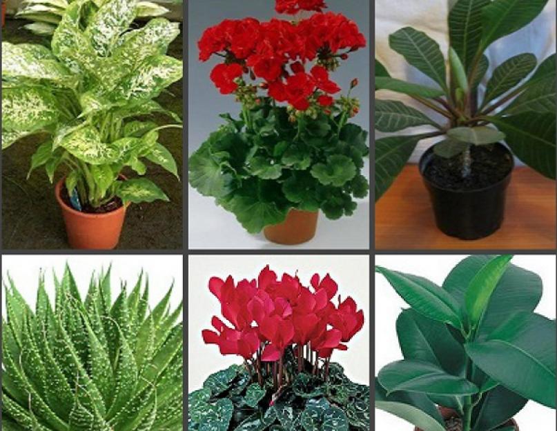 Фото домашние растения и их названия с фото