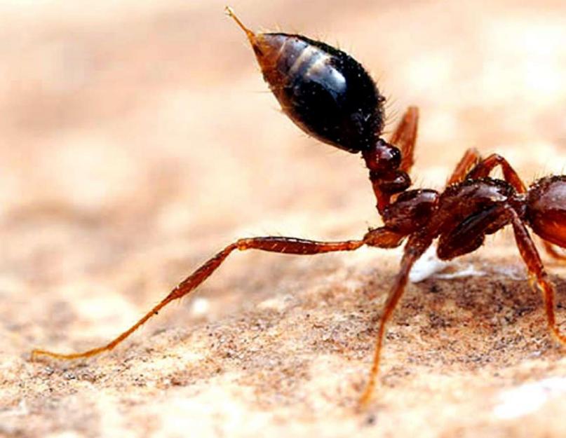 Жало муравья. Муравей-пуля