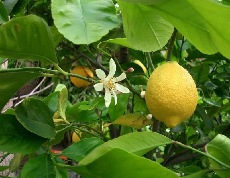 Выращивать комнатный лимон. Лимон — уход в домашних условиях для настоящих цветоводов