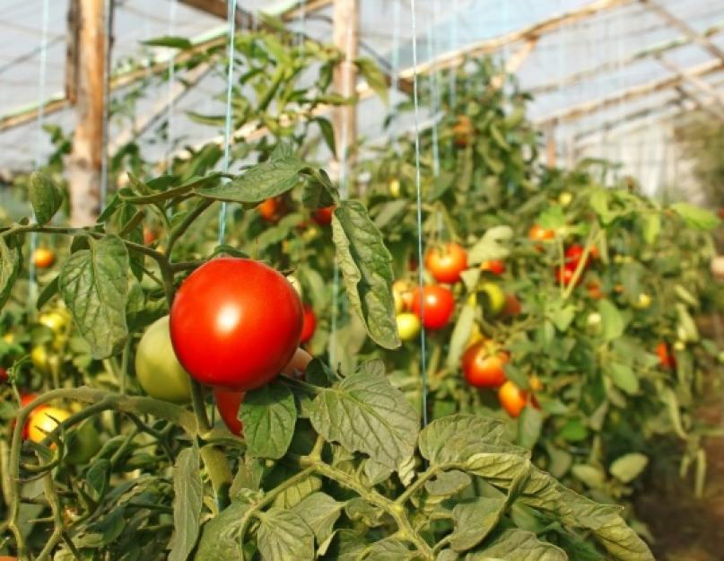 Как формировать помидоры черри в теплице. Выращивание помидоров черри в теплице и на открытом грунте