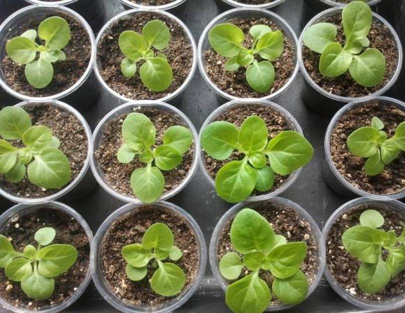 Как выращивать рассаду петунии. Посев петунии и выращивание рассады