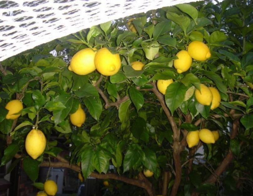 Можно ли дома выращивать лимон. Начнет ли плодоносить растение, выращенное из косточки
