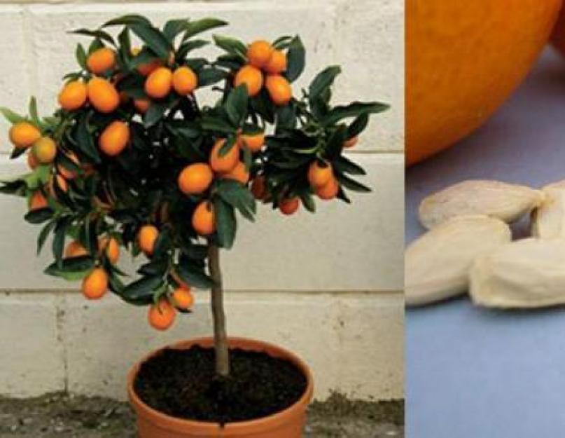 Выращиваем апельсин из косточки в домашних условиях. Апельсиновое дерево — домашний апельсин