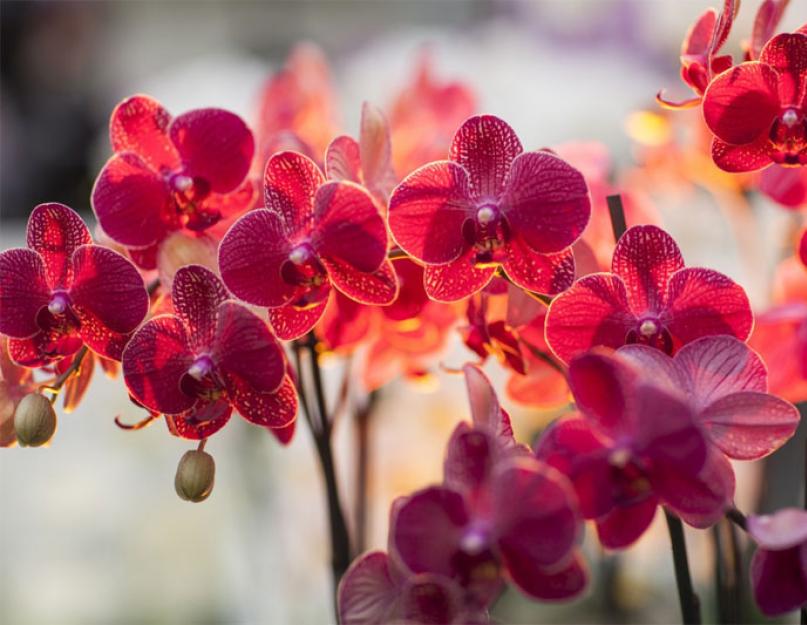 Выращивание орхидеи в домашних условиях. Как вырастить орхидею в домашних условиях