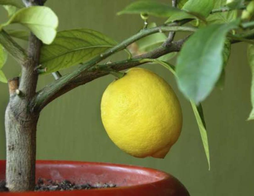 Комнатный лимон. Домашний уход за лимонным деревом, фото