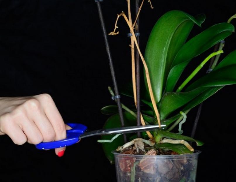 Нужно ли обрезать ветки орхидеи после цветения. Что делать со стрелкой после завершения цветения орхидеи? Как сохранить корневую систему