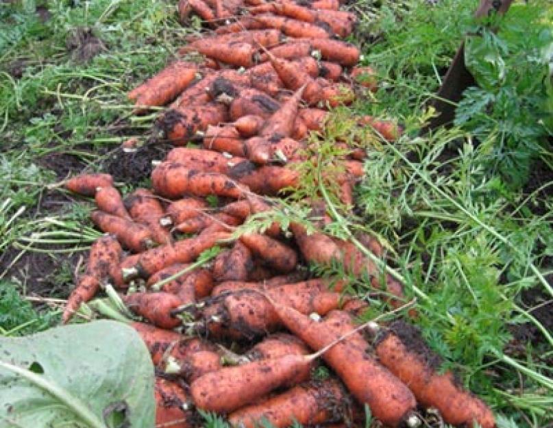 Как лучше сохранить морковь на зиму в погребе, как лучше это сделать в домашних условиях? Правильное хранение моркови в домашних условиях — различные способы. 