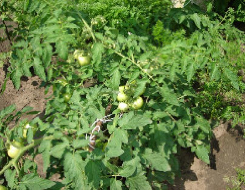 Помидоры от цветения до плода пройдет дней. Нормирование количества плодов томатов открытого грунта с целью дружной отдачи урожая