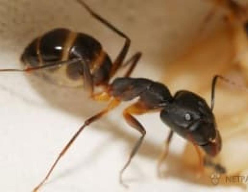 Комнатные муравьи как избавиться. Методы борьбы с домашними муравьями