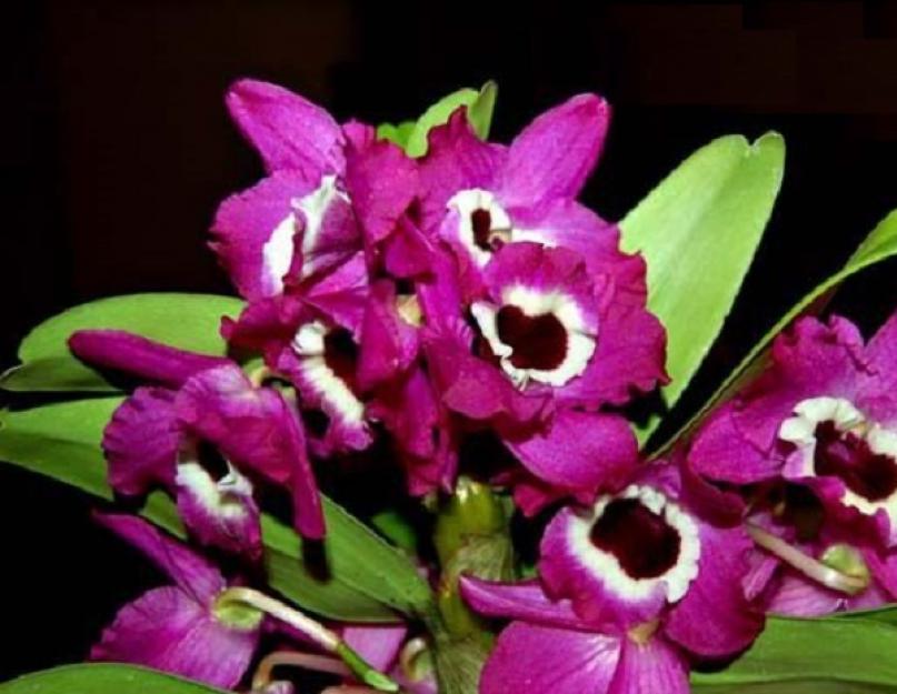Орхидея дендробиум. Дендробиум Фазы роста дендробиума