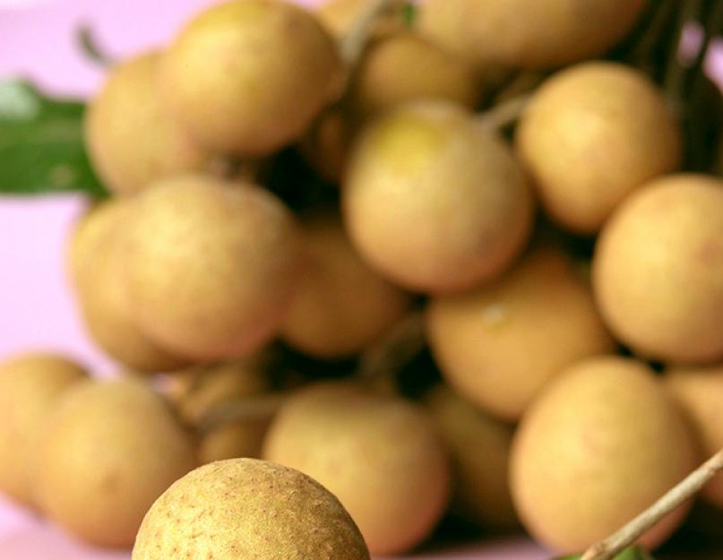 Лонган фрукт: выращивание, полезные свойства. Правила выращивание лонгана в домашних условиях