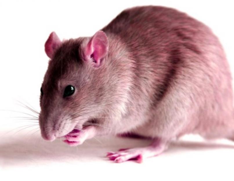 Чем выгнать крыс из частного дома. Причины появления и опасность грызунов