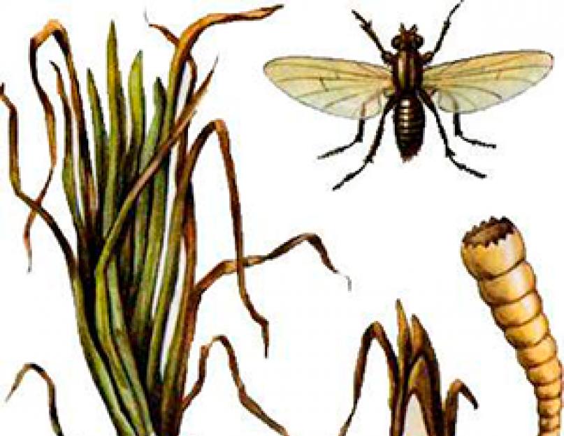 Луковая муха: наиболее эффективные способы борьбы с вредителем. Борьба с луковой мухой народными средствами