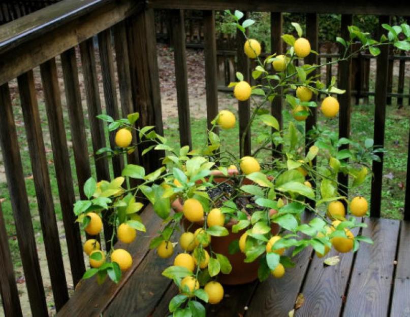Дерево лимона из косточки. Лимон из косточки или как вырастить лимон в домашних условиях