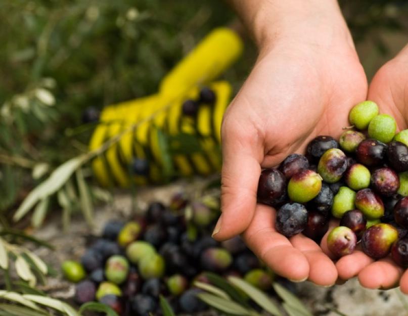 Оливки и маслины – что полезнее? Маслины и оливки: в чем разница. 