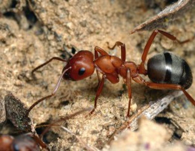 Приметы муравьи. Изучаем приметы