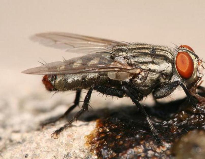 Почему мухи к осени кусаются. Укусы мух