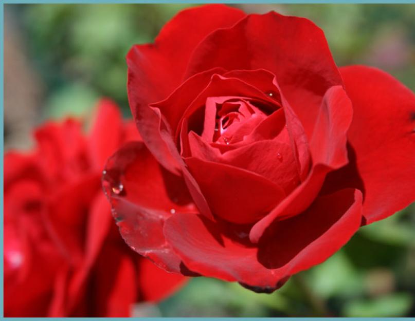 Как правильно сажать розы флорибунда. Марганцовка для здоровья растений — надёжная и незаменимая