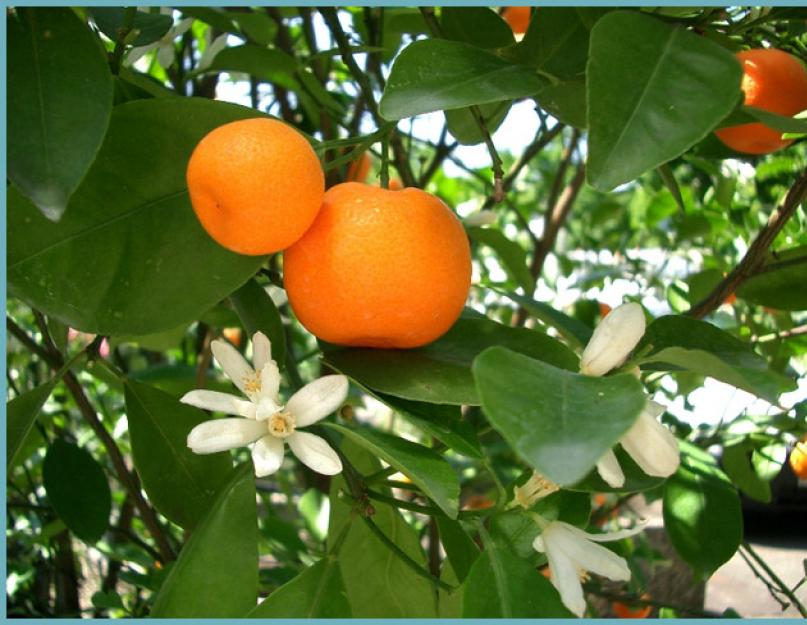 Комнатные цветы мандариновое дерево. Как правильно пересадить мандариновое дерево в домашних условиях