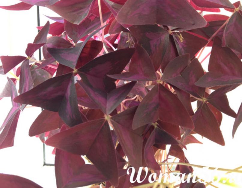 Цветок с бордовыми треугольными листьями. Как ухаживать за фиолетовой кислицей в комнатных условиях? Можно ли выращивать ее в саду? Выращивание домашних условиях