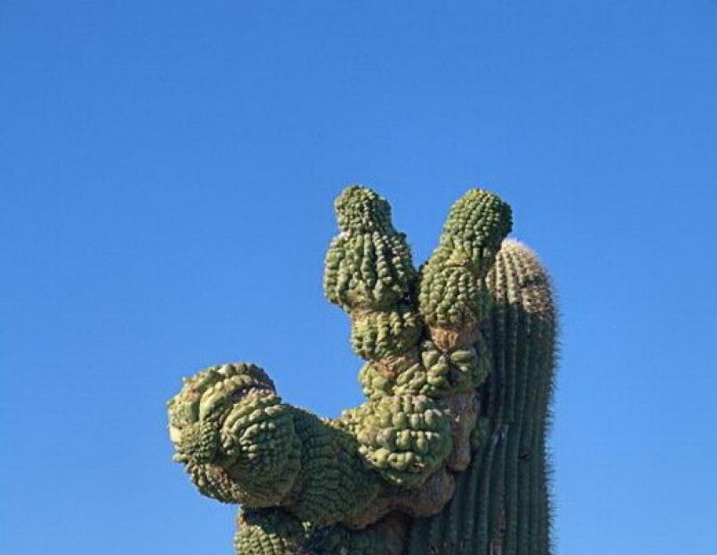 Искусственный мексиканский кактус. Кактусы мексики