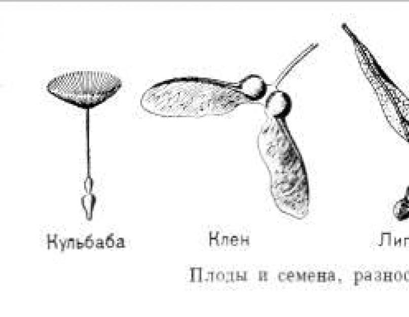 Плоды клена рисунок. Боб способ распространения плодов. Орхидея семена распространение при помощи ветра.