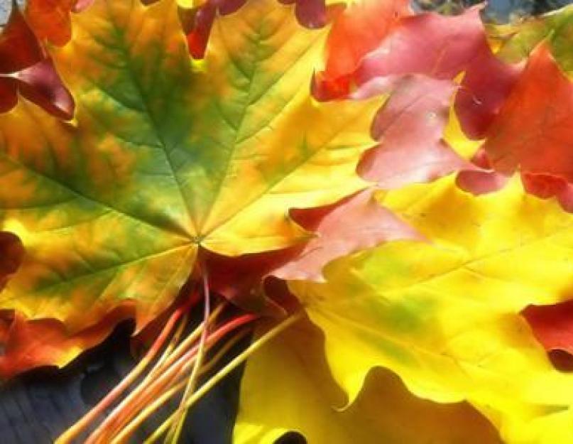 Из за чего опадают листья осенью. Почему деревья осенью сбрасывают листья? Причины осеннего листопада