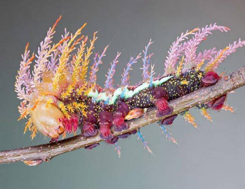 Породы гусениц. Развитие и строение бабочек